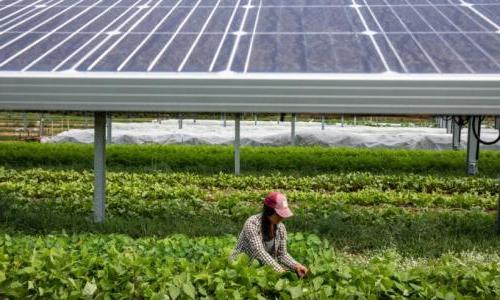 Image of a woman farmer working near solar panels in a field.